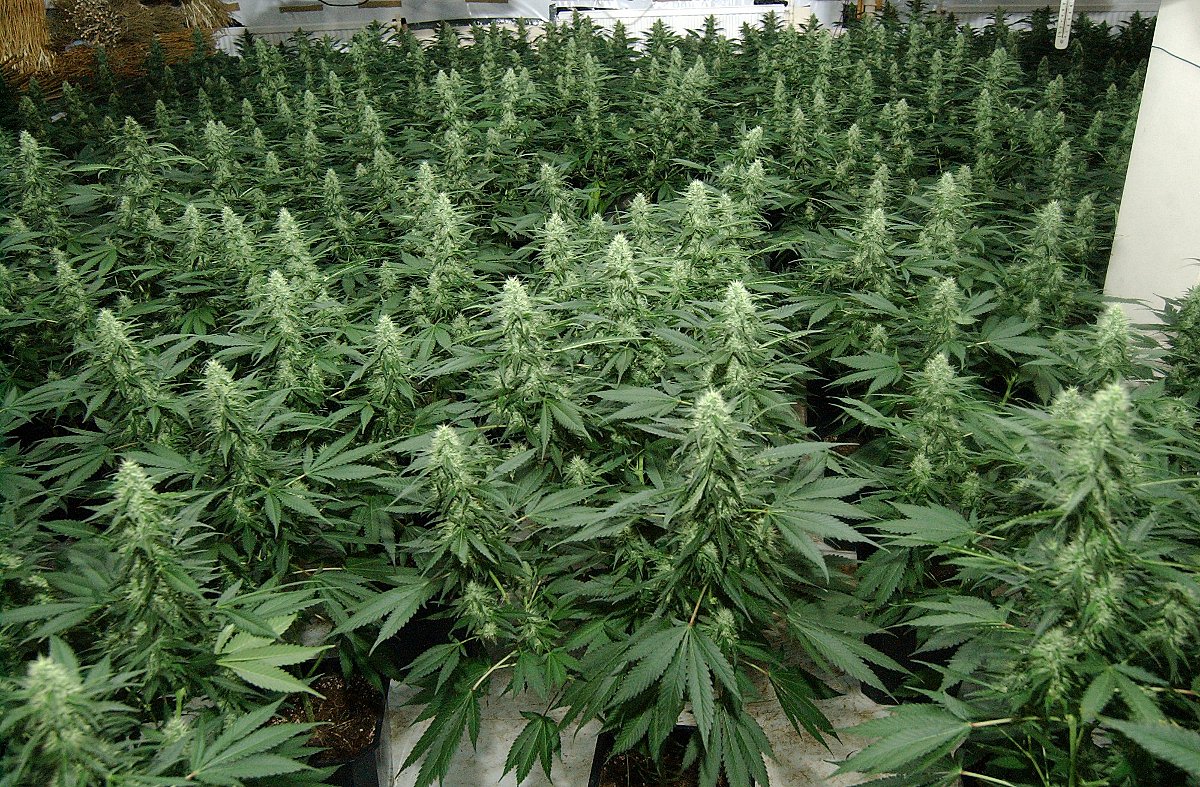 Why Do You Need cannabis security Guard for Your Cannabis Factory?